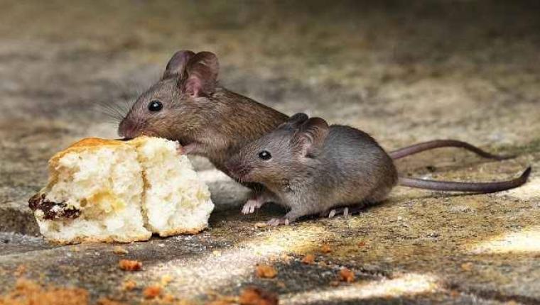 Waspada! Tikus Bisa Menularkan Enam Penyakit Mematikan di Lingkungan Rumah