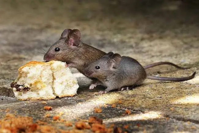 Waspada! Tikus Bisa Menularkan Enam Penyakit Mematikan di Lingkungan Rumah
