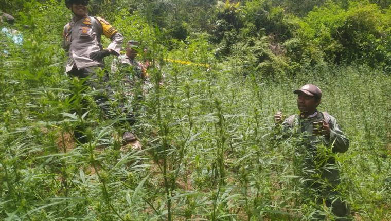 Penemuan Ladang Ganja di Taman Nasional Bromo Tengger Semeru Tak Terkait Penutupan dan Pembatasan Drone