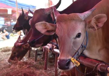 LAZISKU Gelar Program Tebar Qurban Nusantara 2025
