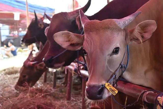 LAZISKU Gelar Program Tebar Qurban Nusantara 2025