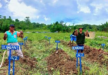 Uji Coba Pupuk Organik Super Bokashi MA-11 Hasilkan Ubi jalar Ukuran Jumbo