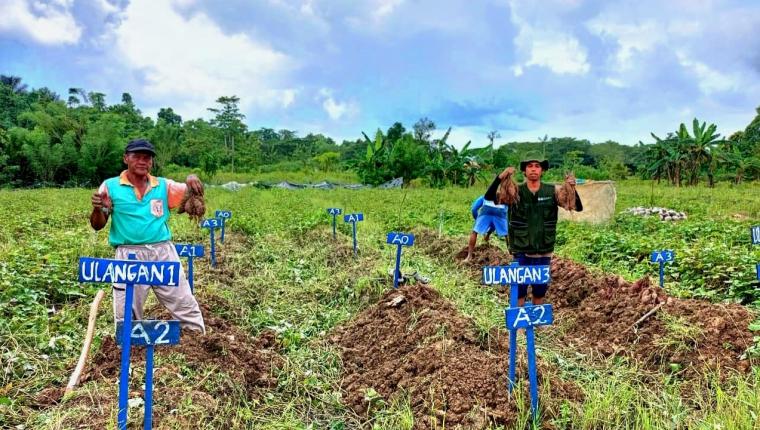 Uji Coba Pupuk Organik Super Bokashi MA-11 Hasilkan Ubi jalar Ukuran Jumbo