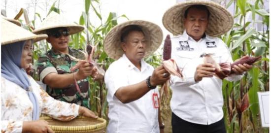 Melalui Panen Bersama Komoditas Jagung Pulut, Bupati Tangerang Mendukung Keberagaman Pangan