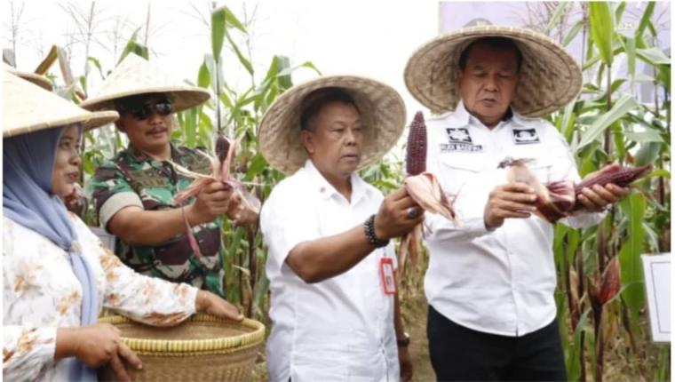 Melalui Panen Bersama Komoditas Jagung Pulut, Bupati Tangerang Mendukung Keberagaman Pangan