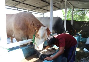 Sapi 'Parjo' Bobot 1,15 Ton Dibeli Prabowo Subianto dari Peternak Kota Tangerang