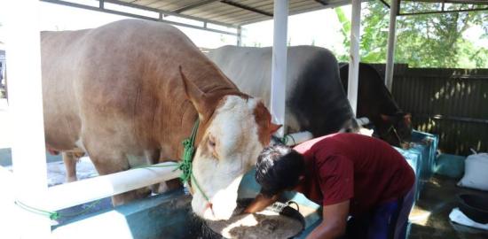 Sapi 'Parjo' Bobot 1,15 Ton Dibeli Prabowo Subianto dari Peternak Kota Tangerang