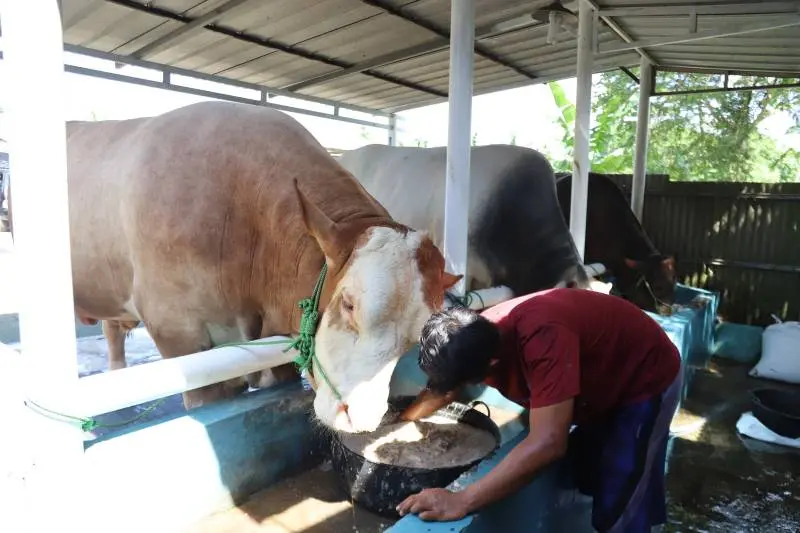 Sapi 'Parjo' Bobot 1,15 Ton Dibeli Prabowo Subianto dari Peternak Kota Tangerang