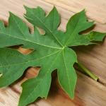 Daun Pepaya: Solusi Alami yang Kaya Manfaat untuk Kesehatan dan Kecantikan