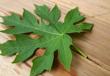 Daun Pepaya: Solusi Alami yang Kaya Manfaat untuk Kesehatan dan Kecantikan