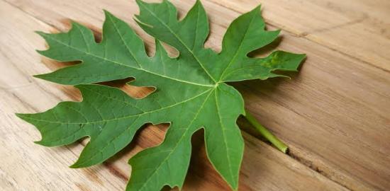 Daun Pepaya: Solusi Alami yang Kaya Manfaat untuk Kesehatan dan Kecantikan