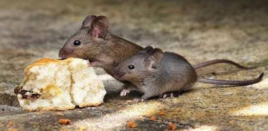 Waspada! Tikus Bisa Menularkan Enam Penyakit Mematikan di Lingkungan Rumah