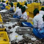 Ekspor Udang Windu Kaltim Capai 769,9 Ton pada Januari-Mei 2026