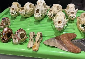 Ditjen Gakkum Gagalkan Penyelundupan 94 Spesimen TSL, Dua Pelaku Dijadikan Tersangka