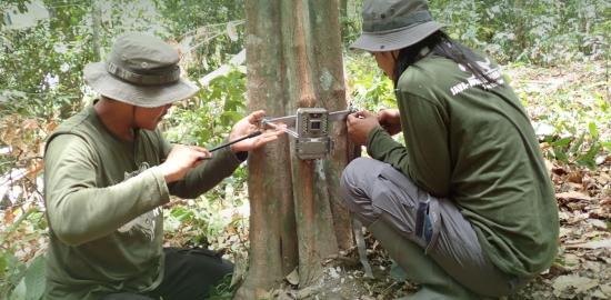 Menelusuri Jejak Macan Tutul Jawa di Rimba Raung-Ijen