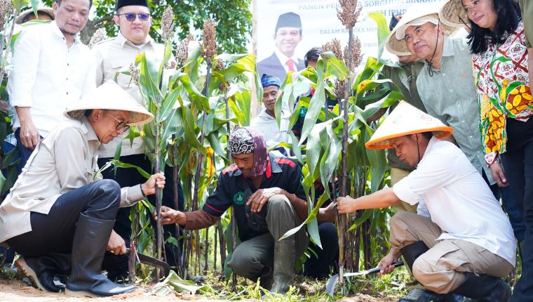 Menhut Panen Perdana Sorgum di Lahan Perhutanan Sosial, Dukung Swasembada Pangan Nasional