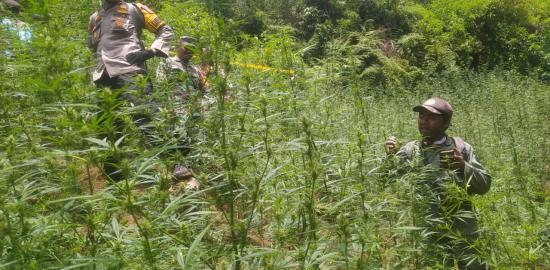 Penemuan Ladang Ganja di Taman Nasional Bromo Tengger Semeru Tak Terkait Penutupan dan Pembatasan Drone