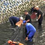 Pemprov DKI Intensifkan Pengerukan Sungai dan Pengendalian Ikan Sapu-Sapu