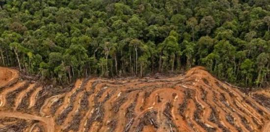 Dari 1.117 Korban Jiwa hingga 157 Ribu Hektare Hutan Hilang: Ketika Deforestasi Bertemu Cuaca Ekstrem
