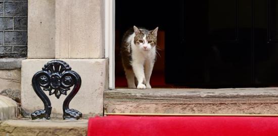 Diplomasi Hangat di Downing Street: Momen Presiden Prabowo 'Disapa' Larry the Cat