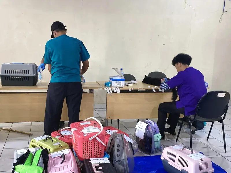 100 Kucing Disterilisasi di Balai Penyuluhan Pertanian Kembangan
