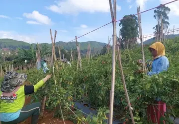 Di Hadapan Ribuan Kades Sulsel, Mentan Amran Bahas Kunci Sukses dan Hilirisasi Pertanian