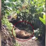 Macan Tutul Kelaparan Turun Gunung Masuk Permukiman Warga di Cisarua Bogor