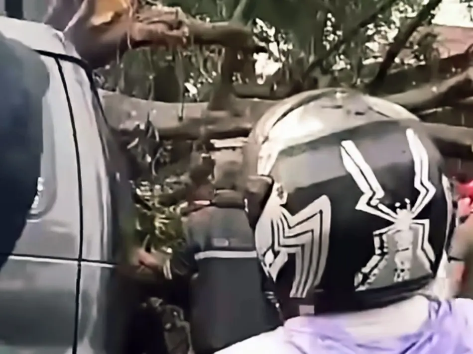 Pohon Tumbang di Bandung Akibat Hujan Deras, Pengemudi Tewas Terjebak di Mobil