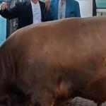 Pimpinan Jama’ah Kurban Laksanakan Rutinitas Kurban 12 Ekor Sapi setiap Tahun ‎