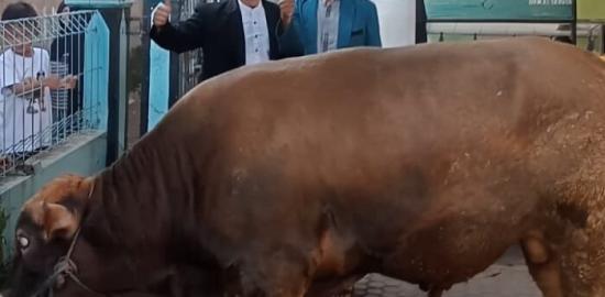 Pimpinan Jama’ah Kurban Laksanakan Rutinitas Kurban 12 Ekor Sapi setiap Tahun ‎