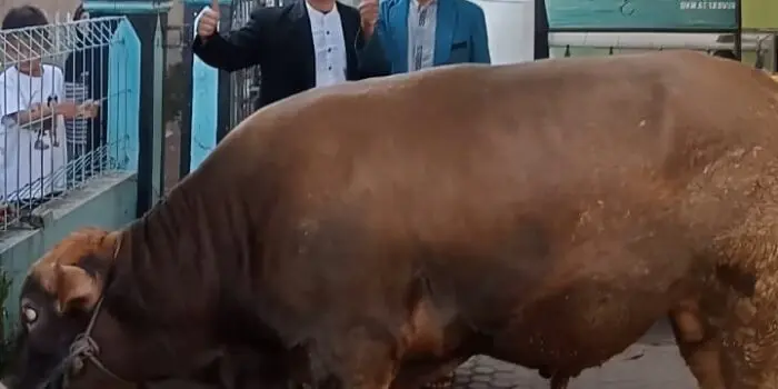 Pimpinan Jama’ah Kurban Laksanakan Rutinitas Kurban 12 Ekor Sapi setiap Tahun ‎
