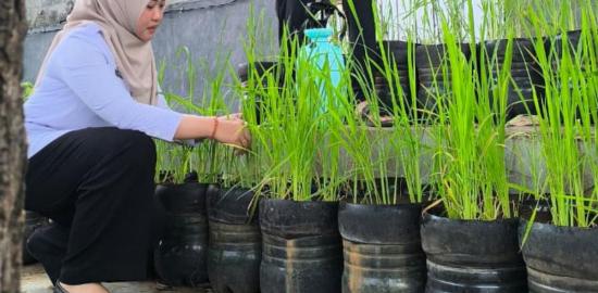 Budi Daya Padi di Galon Jadi Inovasi Kelurahan Pasar Minggu