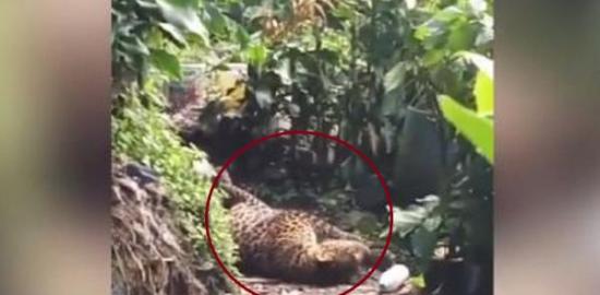 Macan Tutul Kelaparan Turun Gunung, Dievakasi Petugas di Cisarua Bogor