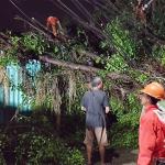 Belasan Pohon Tumbang dan Sempal di Jakarta Timur Sudah Dievakuasi