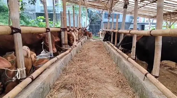 Harga Sapi Kurban di Bandung Naik Rp2 Juta Jelang Iduladha, Pembelian Tetap Tinggi