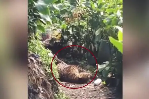 Macan Tutul Kelaparan: Evakuasi Satwa Dilindungi di Cisarua Bogor