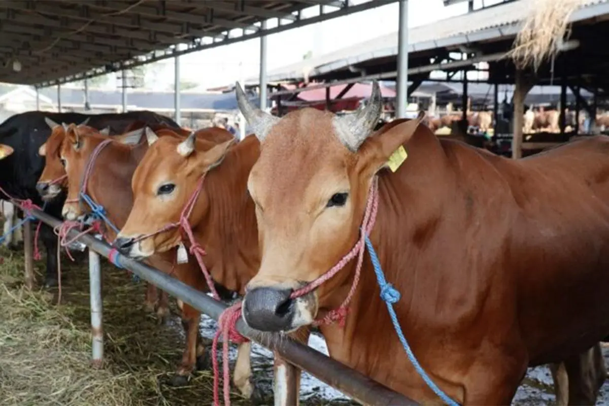 Pemprov DKI Siapkan 160 Ekor Sapi untuk Iduladha