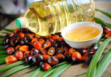 Periode April 2025, Harga Referensi CPO Menguat Sedangkan Biji Kakao Melemah