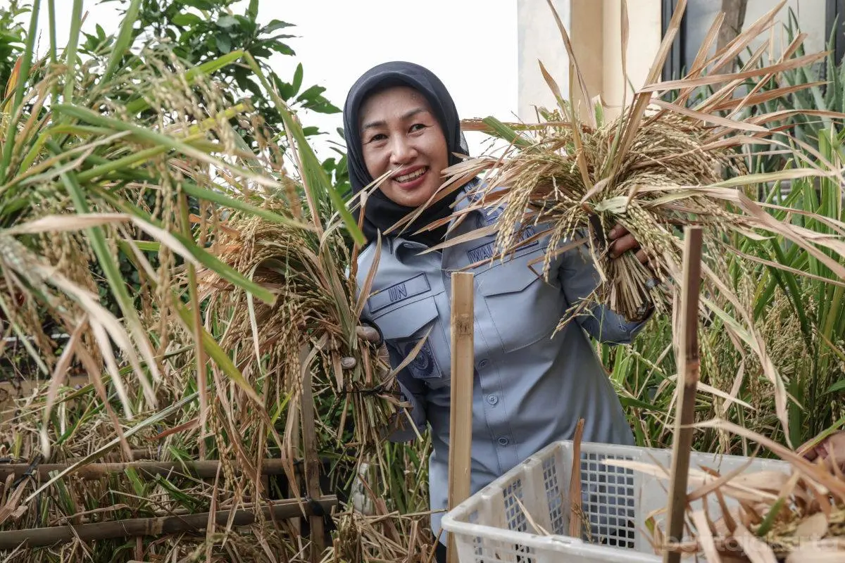 Iin Panen Padi di Rooftop Kantor Lurah Tangki