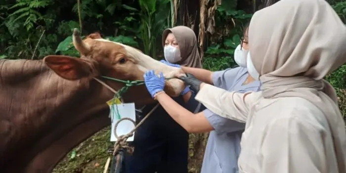 Dispernakan Bandung Barat Tegaskan Peran Penting Petugas Periksa Hewan Kurban