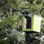 Pemangkasan 3035 Pohon Rawan Tumbang di Jakarta Pusat Berhasil Dilakukan
