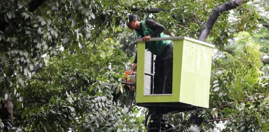 Pemangkasan 3035 Pohon Rawan Tumbang di Jakarta Pusat Berhasil Dilakukan