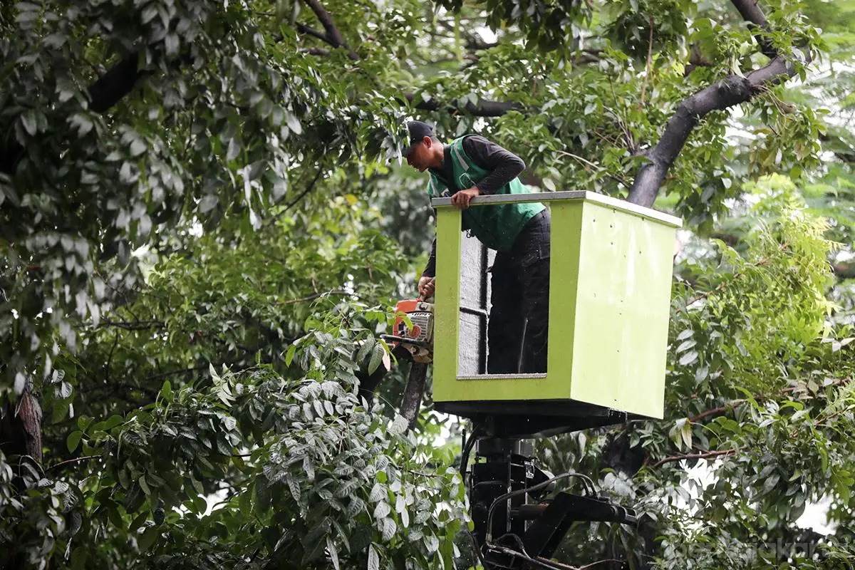 Pemangkasan 3035 Pohon Rawan Tumbang di Jakarta Pusat Berhasil Dilakukan