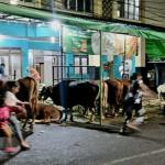 Jumlah Hewan Kurban di Bandung Menurun, Pengawasan Kesehatan Tetap Diperketat