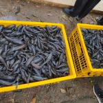 Pemprov DKI Jakarta Tangkap 6,98 Ton Ikan Sapu-Sapu untuk Lindungi Ekosistem