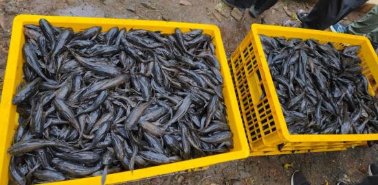 Pemprov DKI Jakarta Tangkap 6,98 Ton Ikan Sapu-Sapu untuk Lindungi Ekosistem