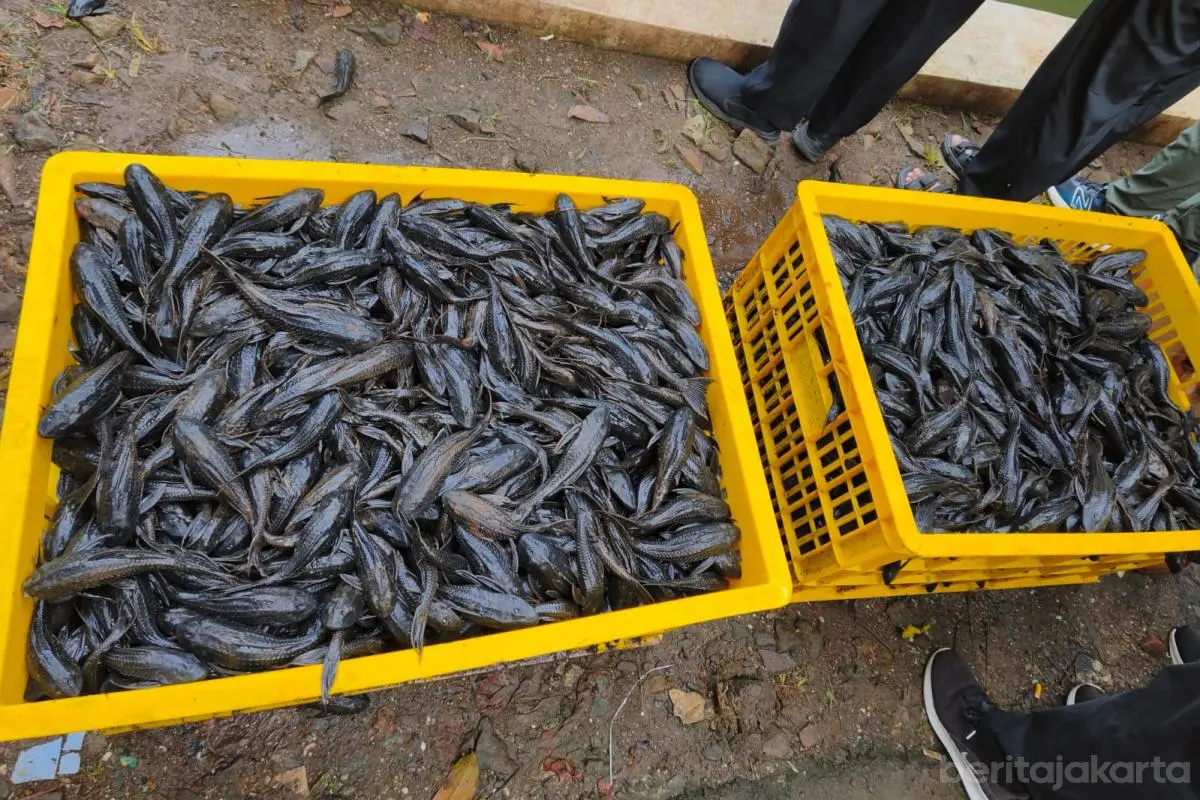 Pemprov DKI Jakarta Tangkap 6,98 Ton Ikan Sapu-Sapu untuk Lindungi Ekosistem